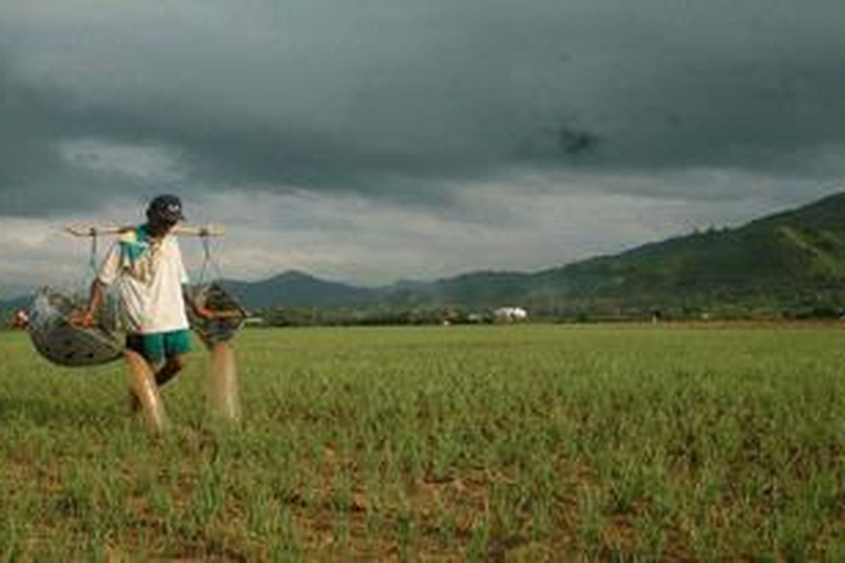 Petani bawang merah di Lambu, Kabupaten Bima, Nusa Tenggara Barat sedang menyiram tanaman bawang merah menggunakan boru, Senin (4/3/2013). Sebagian petani bawang merah di Lambu mulai beralih dari penggunaan benih umbi menjadi benih biji yang hemat biaya produksi dan memberikan panen lebih banyak.  

