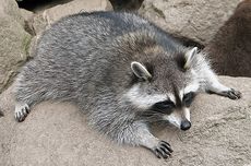 Aceh Utara Butuh 7.300 Perlengkapan Sekolah, Baru Dikirim Kemdikdasmen 900 Unit