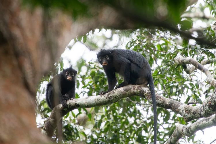 Monyet Berbibir Oranye Jadi Spesies Baru dari Hutan Kongo