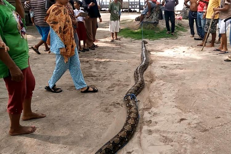 Seekor ular sanca kembang sepanjang delapan meter ditangkap warga Pantai Nirwana, Baubau, Sulawesi Tenggara, Senin (4/12/2017). 