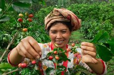 Kopi Spesialti dari Kintamani Bali Hadir di Gerai Tomoro Coffee