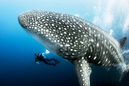 Siswa, Berikut 5 Jenis Ikan Laut Langka di Indonesia