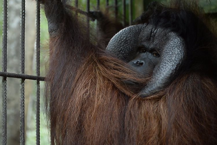 Habitat Terbakar, Nasib Orangutan Ambon dalam Bayang-bayang Karhutla