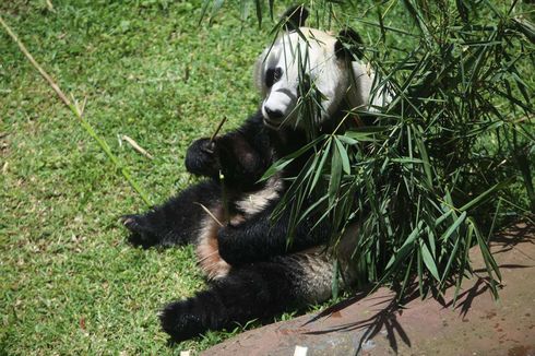 Jangan Lakukan Ini Saat Melihat Panda di Taman Safari