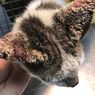 Cara Mengobati Scabies pada Kucing Menurut Dokter Hewan 