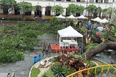 Pohon Berusia 100 Tahun di Lawang Sewu Semarang Tumbang, 1 Petugas Patah Tulang 