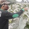 417 Hektar Lahan Pertanian di Lereng Merapi Terdampak Abu Vulkanik