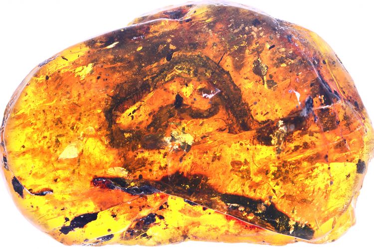 Ular Xiaophis myanmarensis yang terperangkap dalam amber atau resin pohon