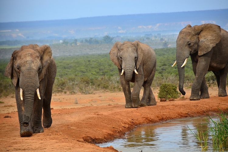 Gajah Afrika adalah hewan darat terbesar di dunia. Sedangkan peringkat kedua dan ketiga, ditempati badak putih Afrika dan kuda nil. Bobot tubuh gajah Afrika bisa mencapai 5.400 Kg.
