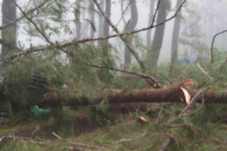 Sebuah pohon pinus tumbang dan menimpa rumah kebun dan menewaskan seorang petani di Malino, Kabupaten Gowa, Sulawesi Selatan. Kamis, (2/2/2017).