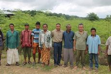 Kualitas Terbaik di Dunia, Daun Kelor Asal Timor Diburu Pembeli Mancanegara