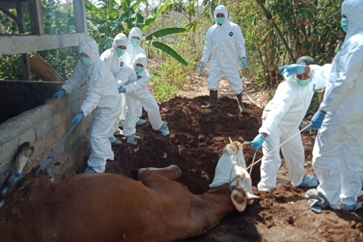 Petugas Mengubur Sapi Mati di Desa Bejiharjo, Karangmojo, Gunungkidul