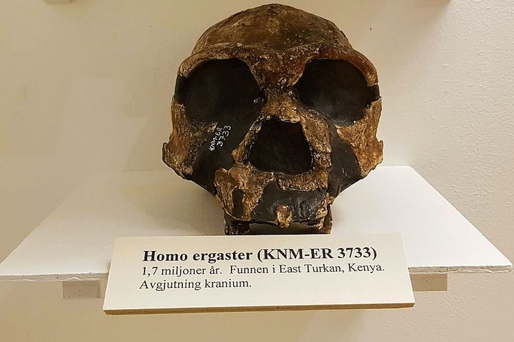 Fosil Homo Ergaster.