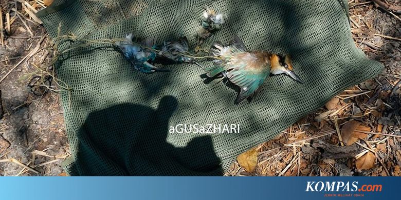 5 Burung Dilindungi Ditemukan Mati Dengan Kaki Terikat Di Hutan