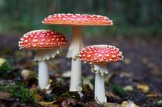 Pengertian dan Ciri-ciri Fungi