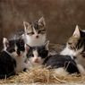 Ternyata Ini Alasan Induk Kucing Suka Memindahkan Anaknya