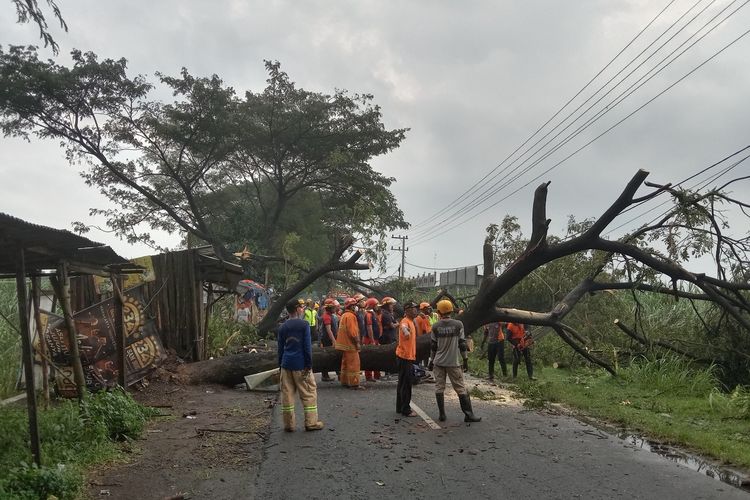Petugas dari Badan Penanggulangan Bencana Daerah (BPBD) Kabupaten Jombang, Jawa Timur, mengevakuasi pohon yang tumbang ke jalan akibat diterjang angin puting beliung, Rabu (16/3/2022).