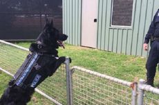 Anjing Polisi di Australia Selatan Kini Dilengkapi Rompi Anti-Peluru