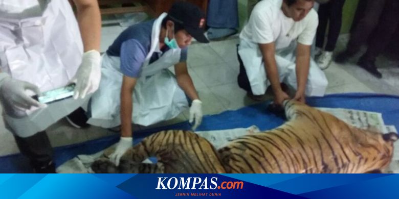 Kronologi Warga Cekcok dengan Petugas BKSDA gara-gara Bangkai Harimau - Vimarsana News