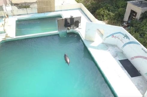 2 Tahun Tinggal Sendiri di Akuarium, Lumba-lumba Paling Kesepian di Dunia Ini Mati