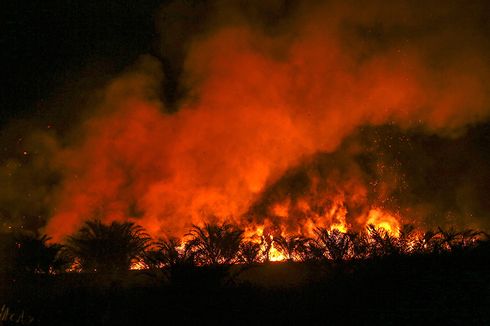 Seorang Bocah Tewas dalam Kebakaran Lahan di Melawi