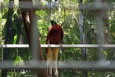 11 Ekor Burung Cenderawasih Dilepasliarkan di Taman Wisata Alam Kota Sorong