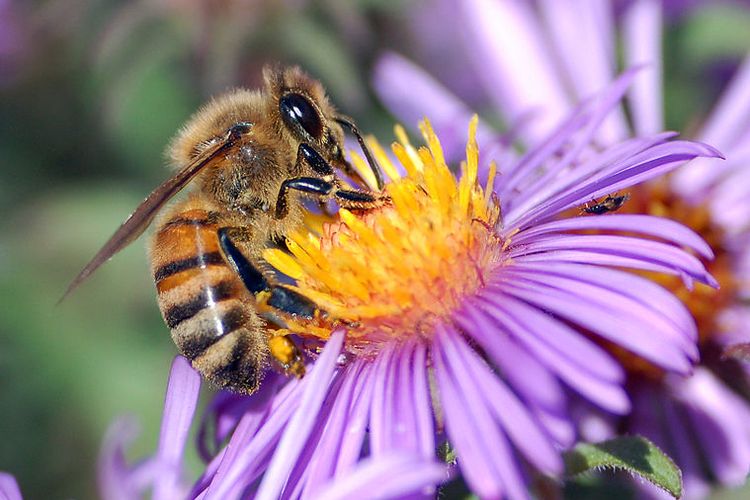 Penyerbukan oleh lebah membantu perkembangbiakan generatif pada tumbuhan berbunga.