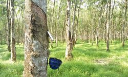 Naikan Harga Karet, Indonesia Ajak Thailand dan Malaysia Kurangi Ekspor