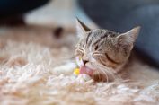 5 Penyebab Kucing Menjilat Karpet