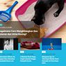 [POPULER TREN] Cara Menghilangkan Bau Kotoran dan Urine Kucing | 6 Mitos Diabestes yang Menyesatkan