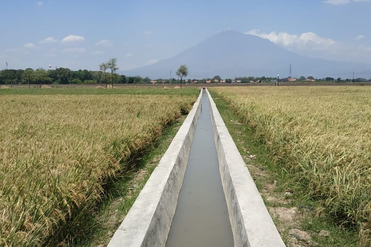 Ilustrasi Sawah