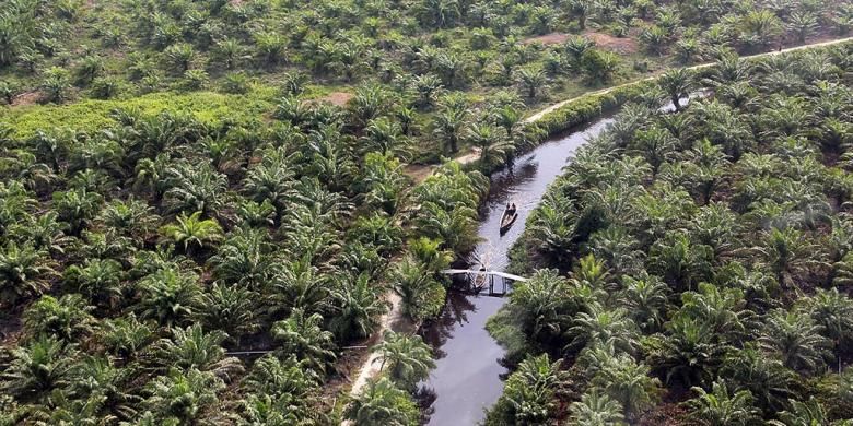 Hutan Kawasan penyangga cagar biosfer eks HPH PT Multi Eka Jaya seluas 118.000 hektar nyaris habis dirambah. Hutan itu kini sudah menjadi kebun kelapa sawit.