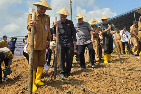 Tingkatkan Produksi Padi, Kementan Kebut Tanam Padi Gogo di Lahan Sawit Muara Enim