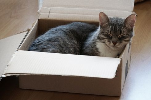 Kucing Sangat Menyukai Kotak Kardus, Kenapa ya?