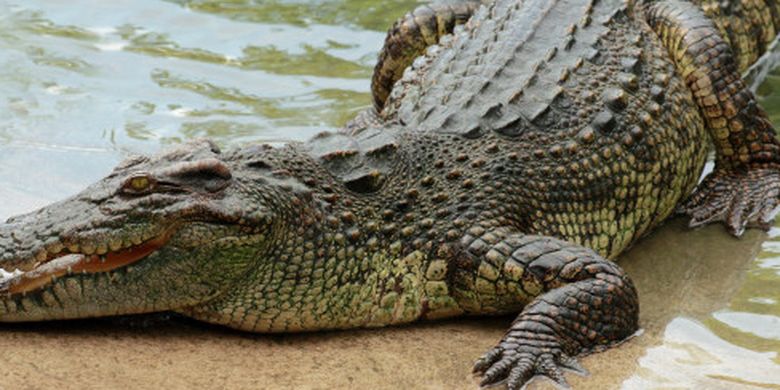 Crocodiles and Alligators, What’s the Difference?