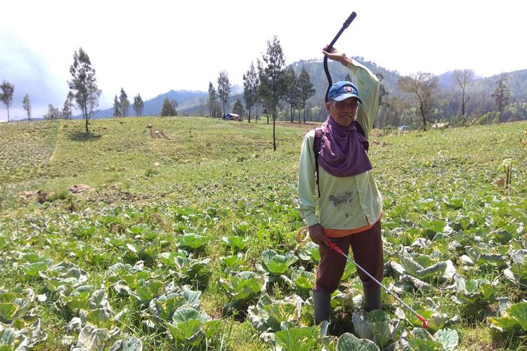 Pak Sudi sedang menyemprotkan pupuk daun ke tanaman kubis yang mengering karena dampak dari gas beracun yang keluar dari kawah Gunung Ijen.