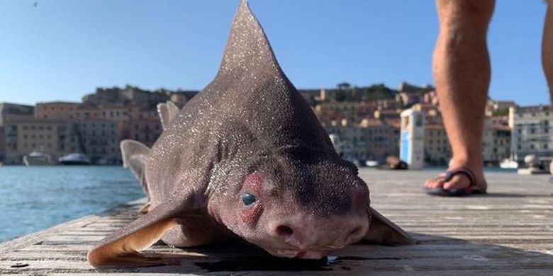 Angular roughshark (Oxynotus centrina) atau hiu berwajah babi yang ditemukan di perairan Pulau Elba, Italia. Hiu laut dalam ini adalah spesies langka yang masuk Daftar Merah IUCN sebagai spesies terancam punah.