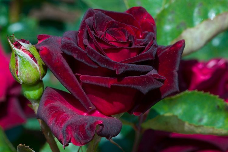 Ilustrasi bunga mawar Black Baccara atau Black Baccara Rose.