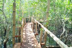 Wisata Mangrove Watubaing, Destinasi Baru di Sikka NTT