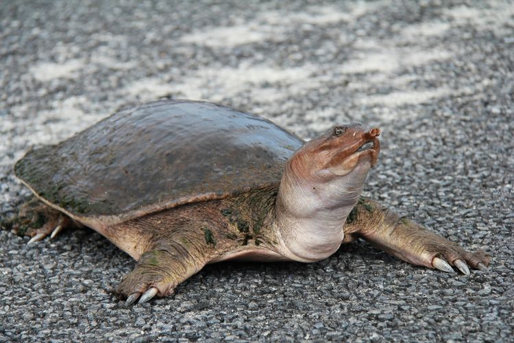 Bulus atau penyu air tawar (Apalone spinifera), konsentrat dari hewan ini dibuat minyak, yakni minyak bulus.