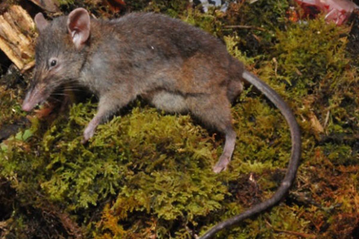 Tikus Ompong (Paucidentomys vermidax) endemik di Sulawesi. Hewan ini baru ada 3 ekor di dunia.