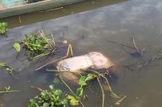 Identitas Jasad Wanita yang Terapung di Danau Rawapening Terungkap