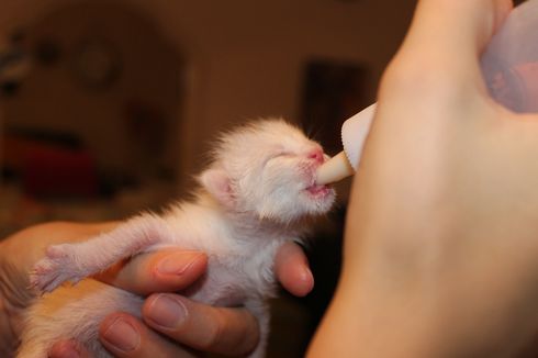 Bolehkah Anak Kucing Meminum Susu Selain Susu Induknya?
