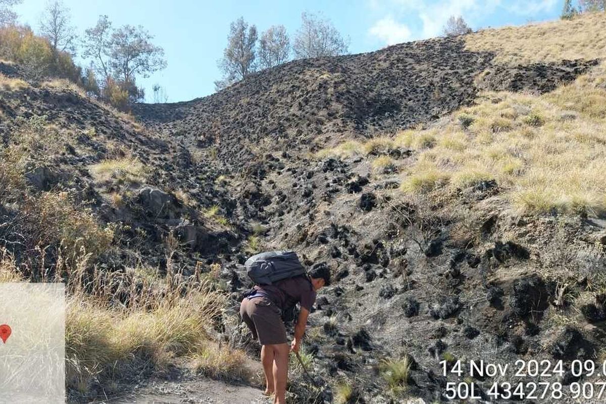 Kebakaran hutan di Kawasan TNGR jalur pendakian Senaru , menuju arah Danau Segara Anak Gunung Rinjani, berhasil dipadamkan, sejak Kamis (14/11/2024).