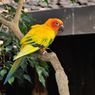 6 Jenis Burung yang Tidak Cocok Dipelihara di Apartemen, Kenapa? 