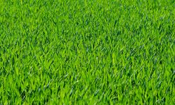 Panduan Menanam dan Merawat Rumput Jepang agar Tetap Hijau