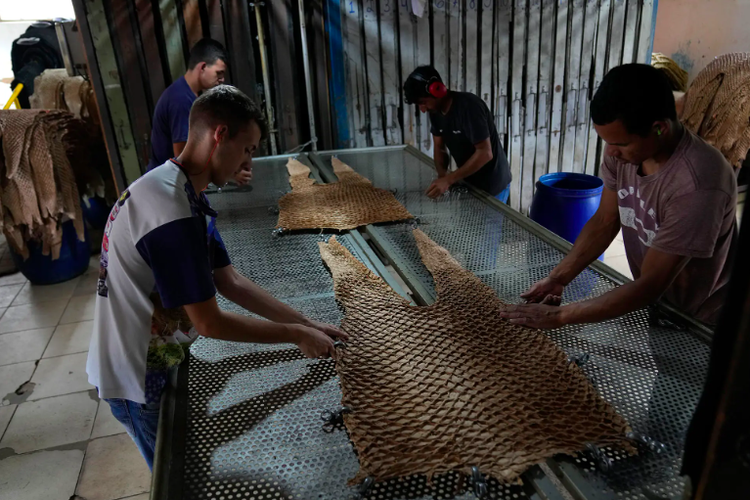 Proses penyamakan kulit ikan arapaima