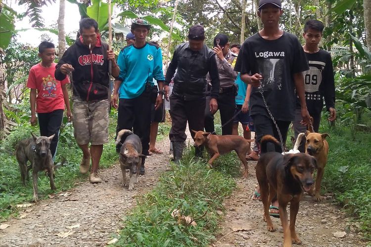 Anjing terlatih dikerahkan untuk memburu babi hutan yang menyerang warga di Desa Windujaya, Kecamatan Kedungbanteng, Kabupaten Banyumas, Jawa Tengah, Rabu (3/7/2019)
