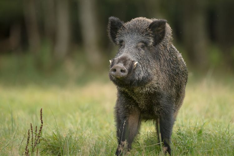 Cara mengusir babi hutan di gunung