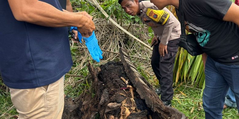 Kronologi Penemuan Kerangka dalam Batang Pohon Aren di Sergai dan Dugaan Identitasnya